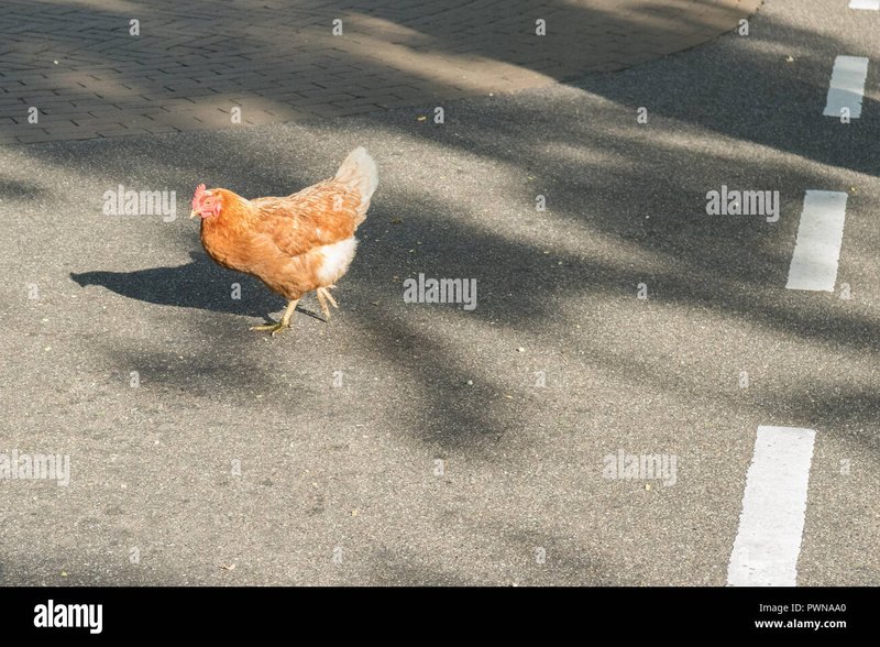 Immagine: La strada della gallina: scoprirete l'attrazione di Chicken Road in Italia
